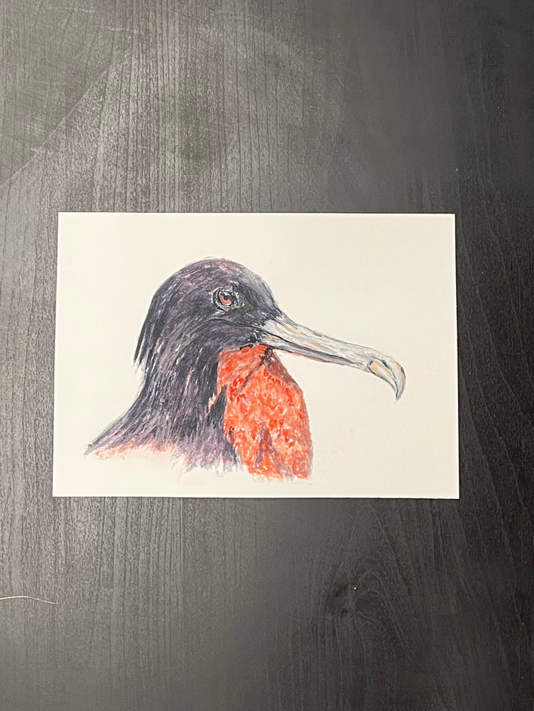 Frigate bird