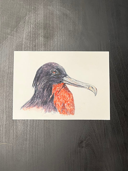Frigate bird