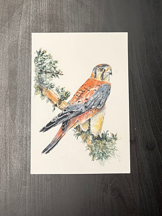 Kestrel