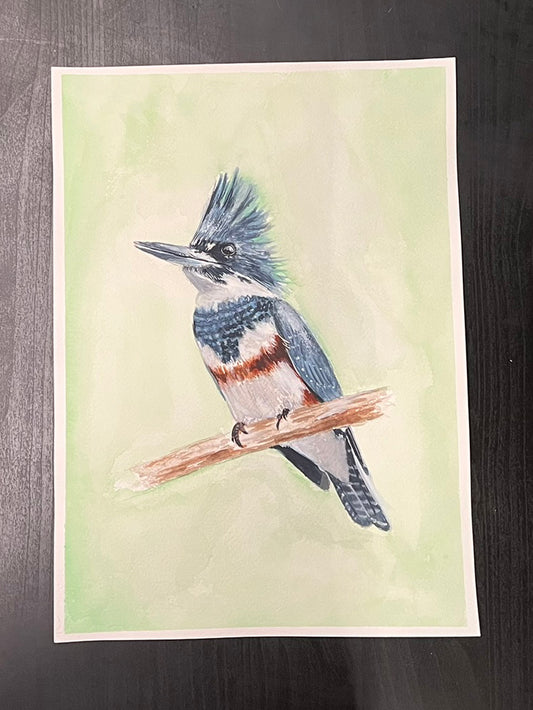 Belted Kingfisher